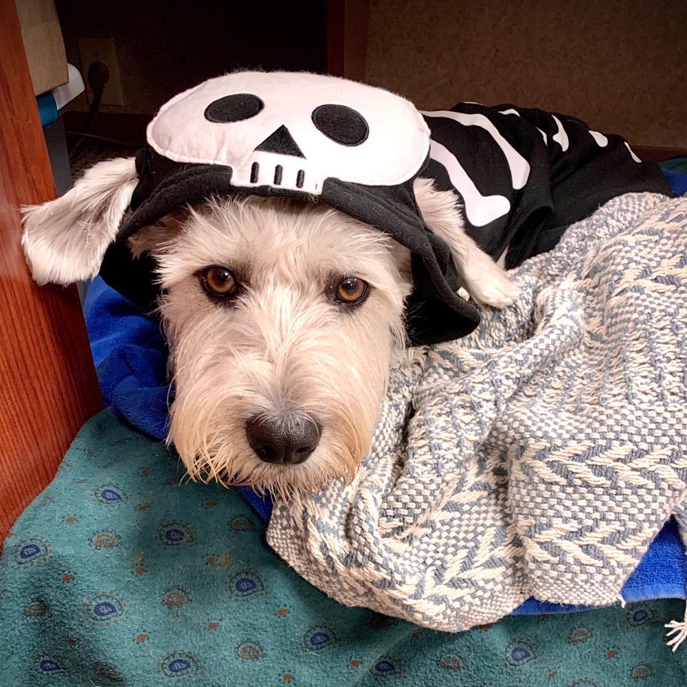 Meet your Posher, Abby